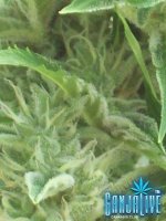 100_2227.JPG