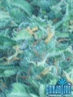 100_2253.JPG