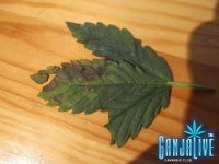 IMG_2270.JPG