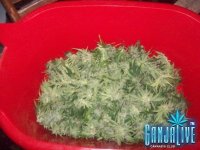 100_2284.JPG