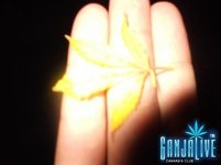 DSCF0514.JPG