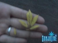 DSCF0515.JPG