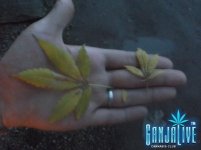 DSCF0516.JPG