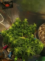 39 день вода 3л, др 6.15 251.jpg