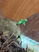 20201127_160807.jpg