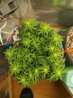 IMG_20201128_204839.jpg