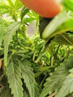 IMG_20201128_204723.jpg