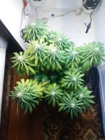 20201128_111131.jpg