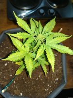 IMG_20201129_165739.jpg