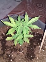 IMG_20201127_210431.jpg