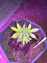 IMG_20201127_210322.jpg