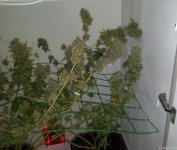 post47pic3.jpg
