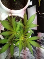 IMG_20201130_111844.jpg
