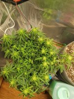 IMG_20201130_210401.jpg