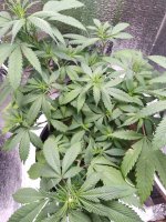 IMG_20201130_181252.jpg