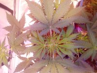 IMG_20201201_113205.jpg