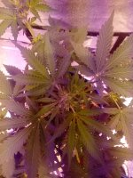 IMG_20201203_081120.jpg