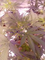 IMG_20201203_124301.jpg
