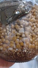 IMG_20201204_074737.jpg