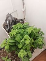 photo_2020-12-06_01-57-09 (3).jpg