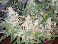 83 день (53 цвета)2.jpg