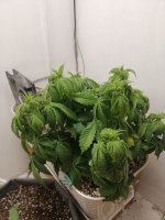 photo_2020-12-07_16-27-45 (3).jpg