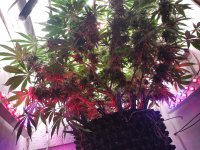 IMG_20201208_140234.jpg