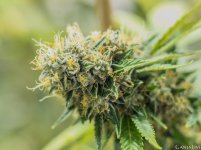11c-bud-rot-in-cannabis.jpg 11c-bud-rot-in-cannabis.jpg