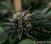 11a-bud-rot-in-cannabis.jpg 11a-bud-rot-in-cannabis.jpg