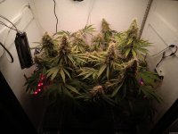 IMG_20201214_095317.jpg