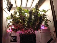 IMG_20201214_095711.jpg