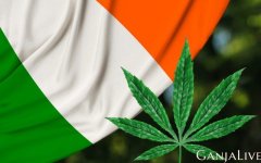 cannabis-delivery-ireland-here-stay-featured-800x500.jpg cannabis-delivery-ireland-here-stay-featured-800x500.jpg