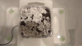 IMG_20201217_071214.jpg