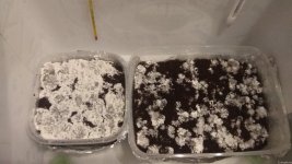 IMG_20201217_234606.jpg