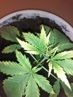20201218_133911.jpg