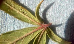 spider-mite-eggs-bottom-cannabis-leaf-sm.jpg
