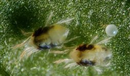two-spotted-spider-mite-adult-with-egg-species-tetranychus-urticae-cannabis-growers-worst-nigh...jpg