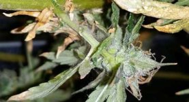 spider-mite-webbing-on-marijuana-bud-sm.jpg