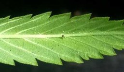 spider-mite-eggs-back-of-cannabis-leaf-sm.jpg