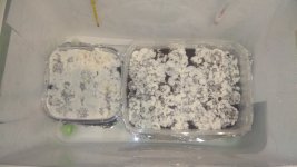 IMG_20201220_002942.jpg
