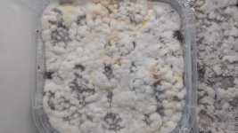 IMG_20201220_112428.jpg
