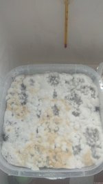 IMG_20201221_113003.jpg