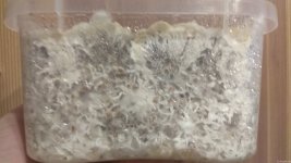 IMG_20201221_171312.jpg
