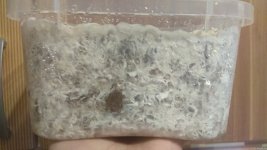 IMG_20201221_171330.jpg