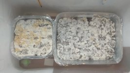 IMG_20201222_074634.jpg