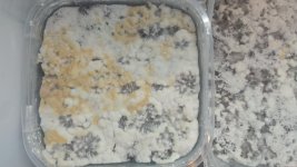 IMG_20201223_064947.jpg