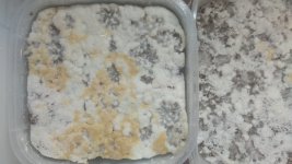 IMG_20201224_071302.jpg