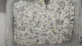 IMG_20201224_071308.jpg