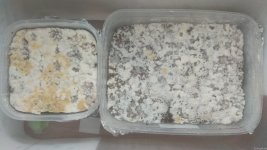 IMG_20201224_071316.jpg