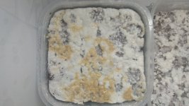 IMG_20201225_072139.jpg